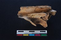 豬骨藏品圖，第2張