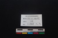 豬骨藏品圖，第3張