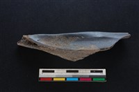 豬骨藏品圖，第1張