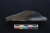 豬骨藏品圖，第2張