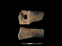 豬骨藏品圖，第1張