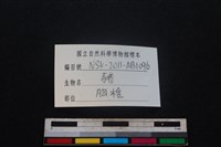 豬骨藏品圖，第3張