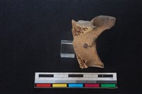 豬骨藏品圖，第1張