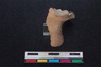 豬骨藏品圖，第2張