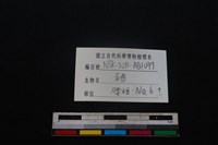 豬骨藏品圖，第3張