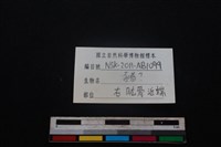 豬骨藏品圖，第3張