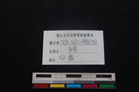 豬骨藏品圖，第4張