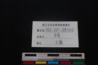 豬骨藏品圖，第3張