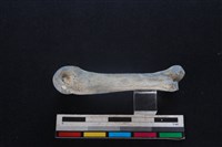 豬骨藏品圖，第2張