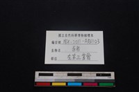 豬骨藏品圖，第3張