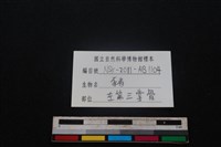 豬骨藏品圖，第3張