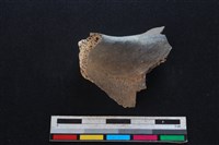 豬骨藏品圖，第1張