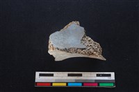 豬骨藏品圖，第2張