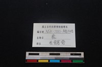 豬骨藏品圖，第3張