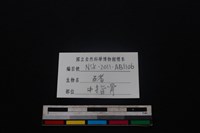 豬骨藏品圖，第3張