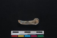 豬骨藏品圖，第1張