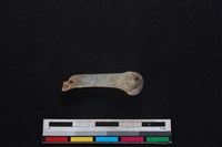 豬骨藏品圖，第2張