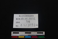 豬骨藏品圖，第3張