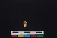 豬骨藏品圖，第2張