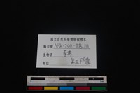 豬骨藏品圖，第3張