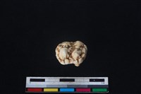 豬骨藏品圖，第3張