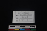 偶蹄目骨藏品圖，第3張