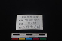 偶蹄目骨藏品圖，第3張