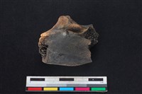 梅花鹿骨藏品圖，第1張