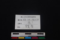 梅花鹿骨藏品圖，第3張