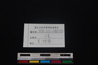 山羌骨藏品圖，第5張