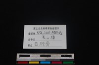 鹿科骨藏品圖，第3張