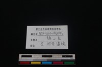 鹿科骨藏品圖，第3張