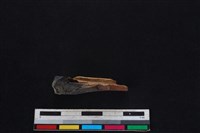 山羌骨藏品圖，第1張