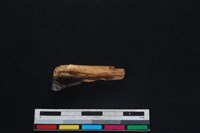 山羌骨藏品圖，第2張