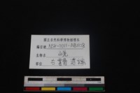 山羌骨藏品圖，第3張