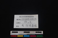 鹿科骨藏品圖，第3張