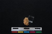 山羌骨藏品圖，第1張