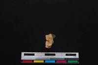 山羌骨藏品圖，第2張