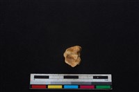 山羌骨藏品圖，第3張