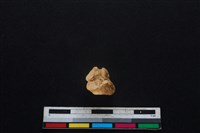 山羌骨藏品圖，第4張