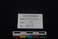 山羌骨藏品圖，第5張