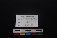 山羌骨藏品圖，第5張