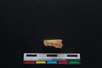 山羌骨藏品圖，第1張