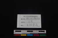 山羌骨藏品圖，第3張