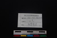 山羌骨藏品圖，第3張