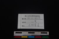 山羌骨藏品圖，第3張