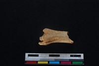 山羌骨藏品圖，第1張