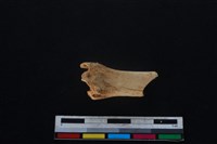 山羌骨藏品圖，第2張