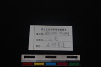 山羌骨藏品圖，第3張