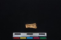 鹿科骨藏品圖，第1張